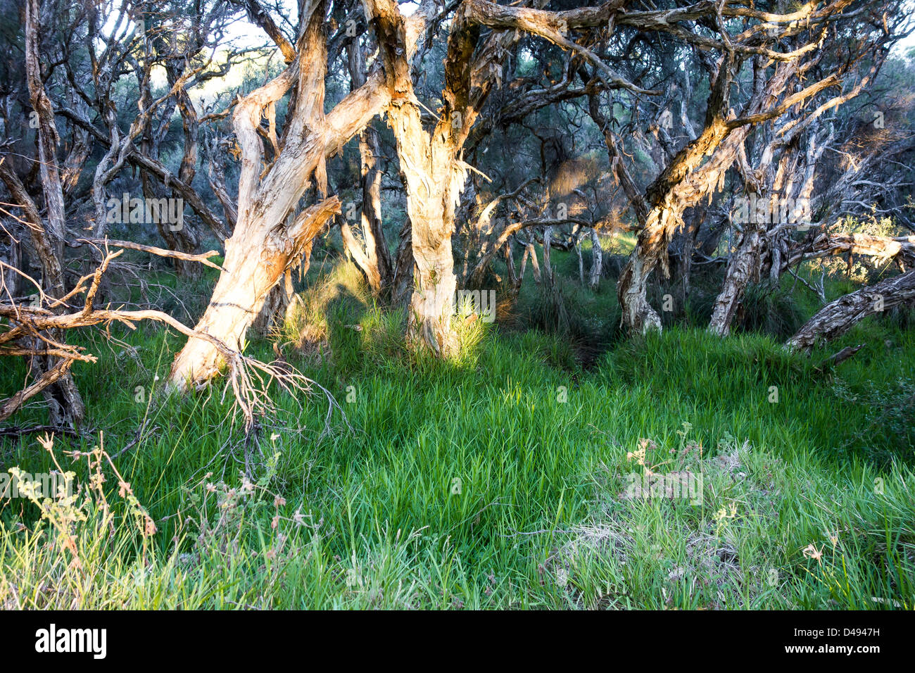 Papier Rinde Bäume in Star Sumpf Perth Western Australia Stockfoto