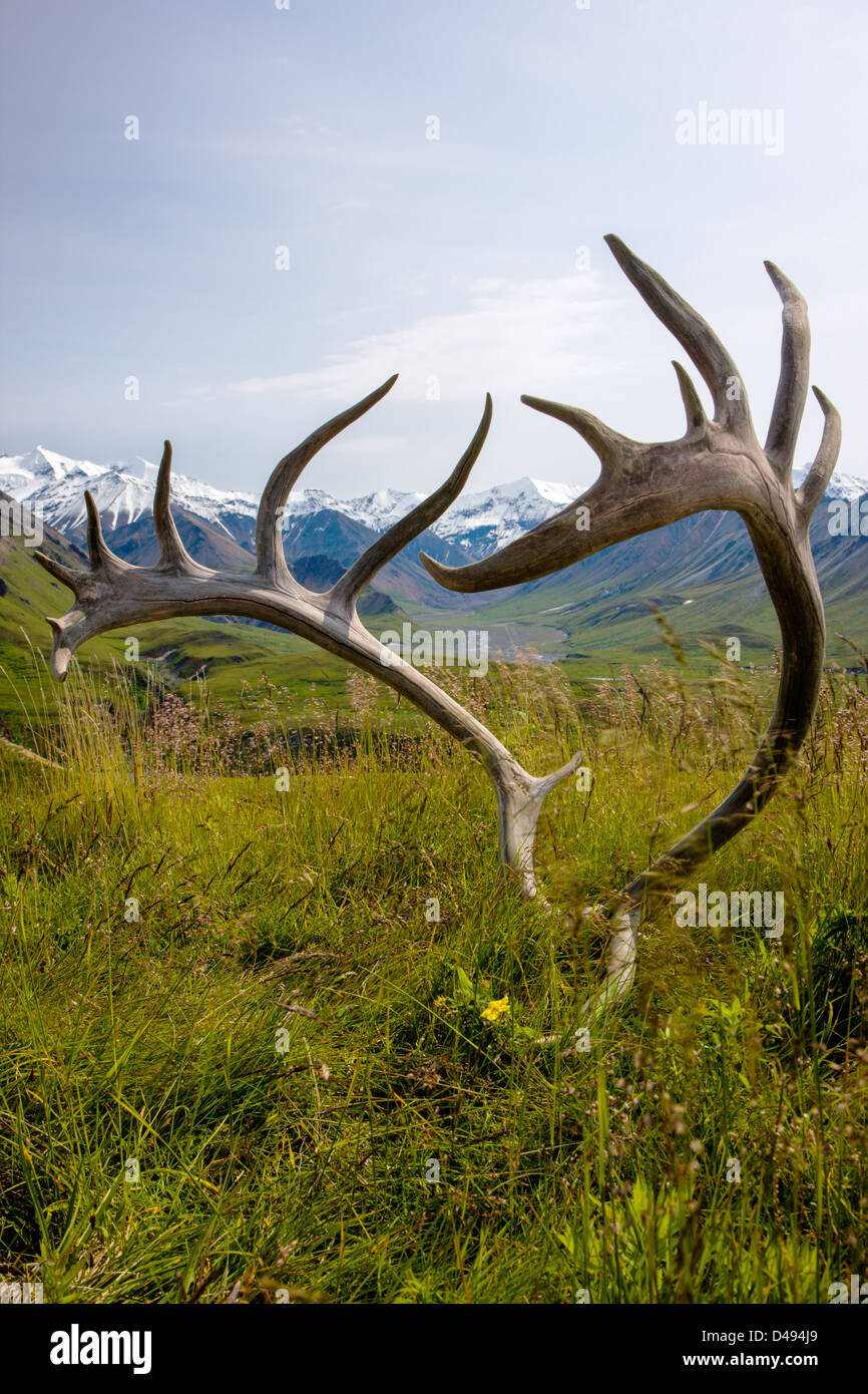 Südlich der Alaska Range durch alte Geweihe Woodland Caribou (Rangifer Tarandu), Eielson Visitor Center, Denali NP, AK anzeigen Stockfoto