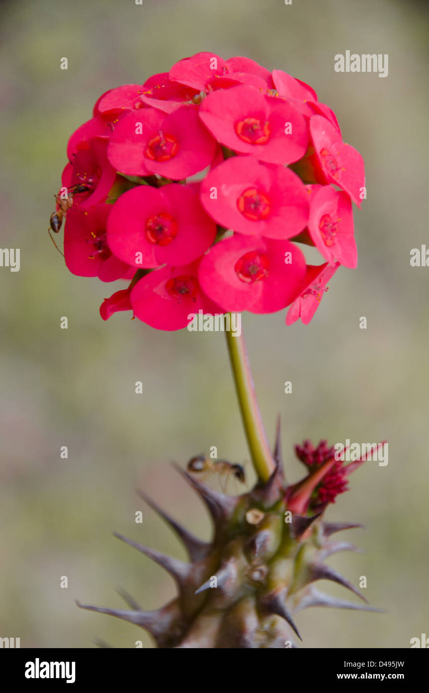 Blume mit dornen Fotos und Bildmaterial in hoher Auflösung Alamy
