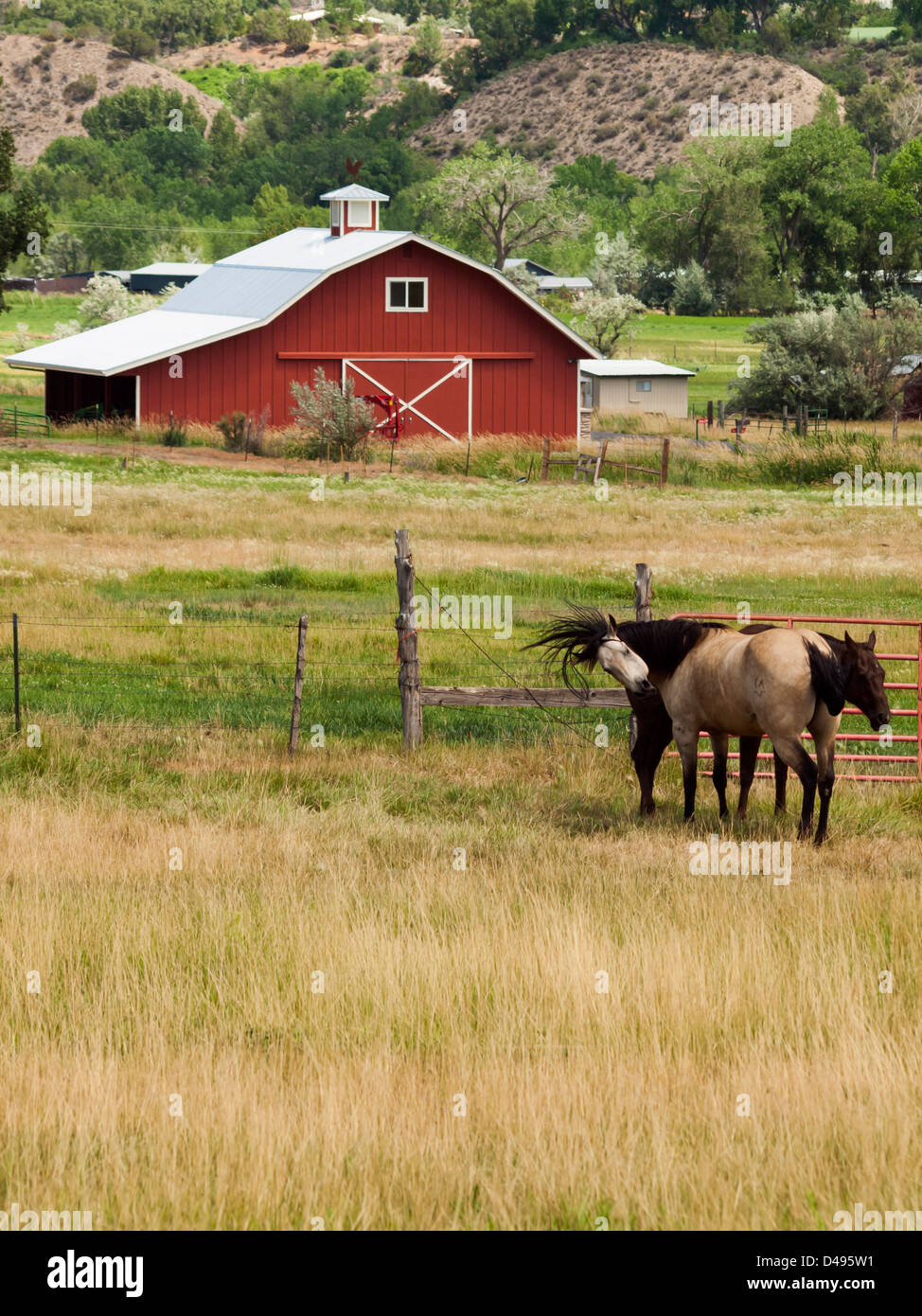 Rote Scheune auf dem Bauernhof in Grand Junction, Colorado. Stockfoto