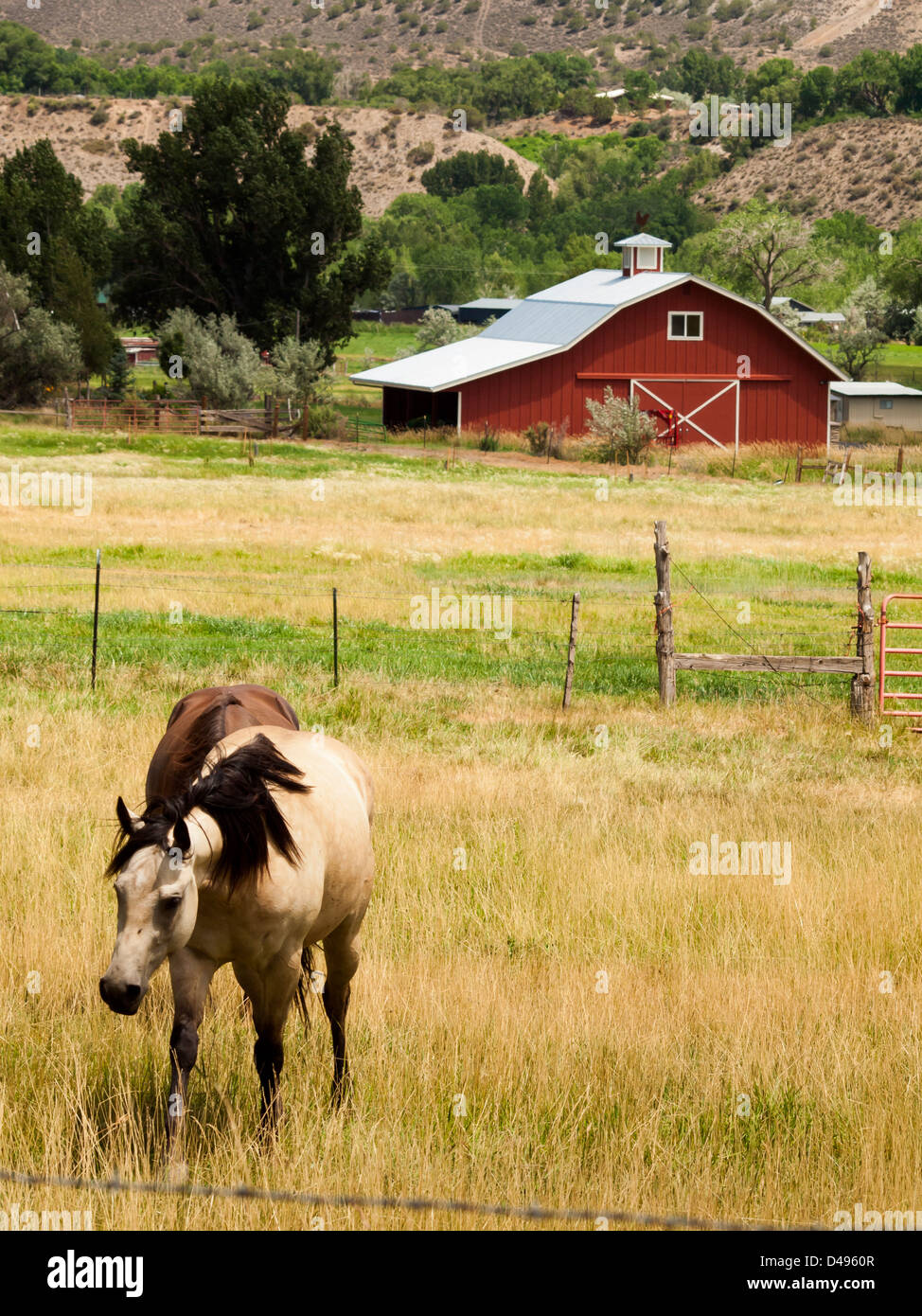 Rote Scheune auf dem Bauernhof in Grand Junction, Colorado. Stockfoto