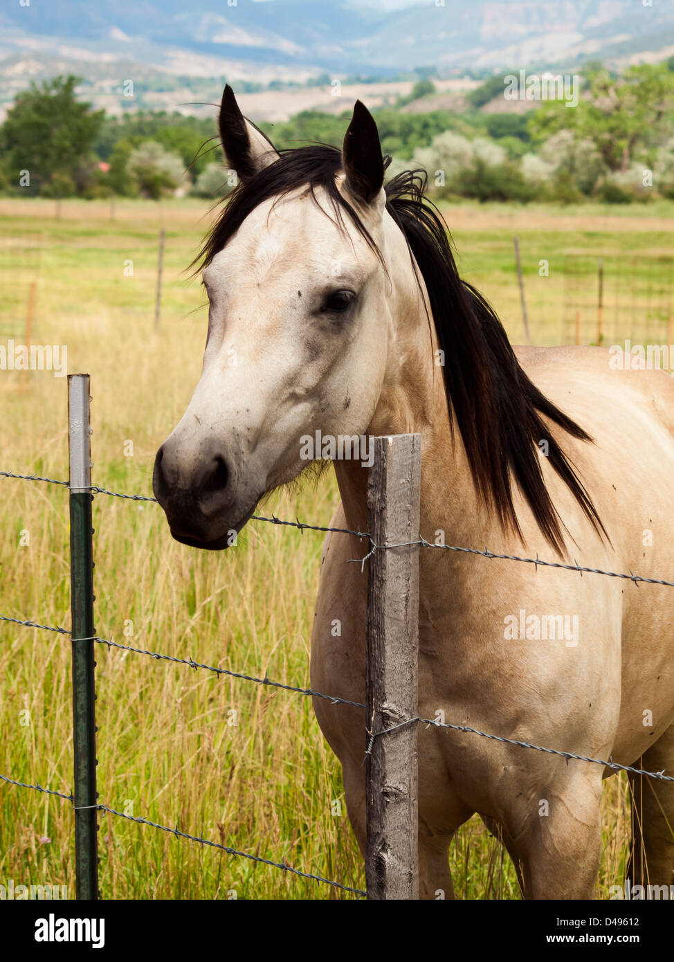 Rote Scheune auf dem Bauernhof in Grand Junction, Colorado. Stockfoto