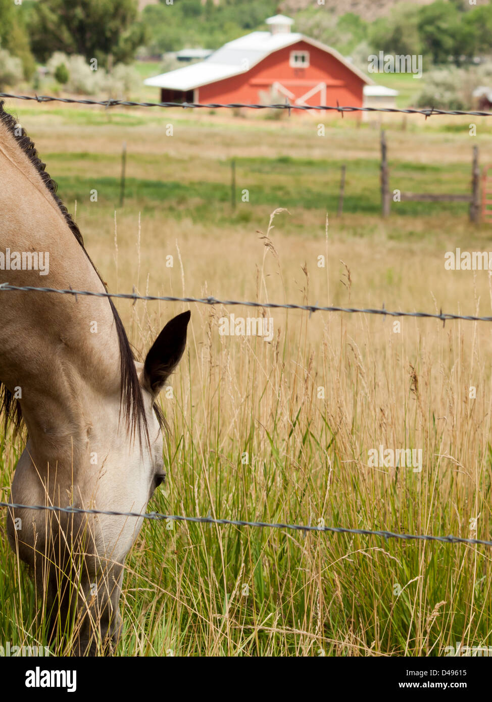 Rote Scheune auf dem Bauernhof in Grand Junction, Colorado. Stockfoto