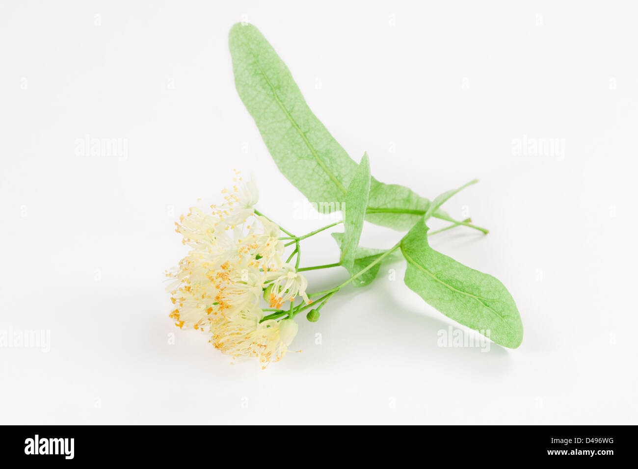 Blüten der Linde auf weißem Hintergrund Stockfoto