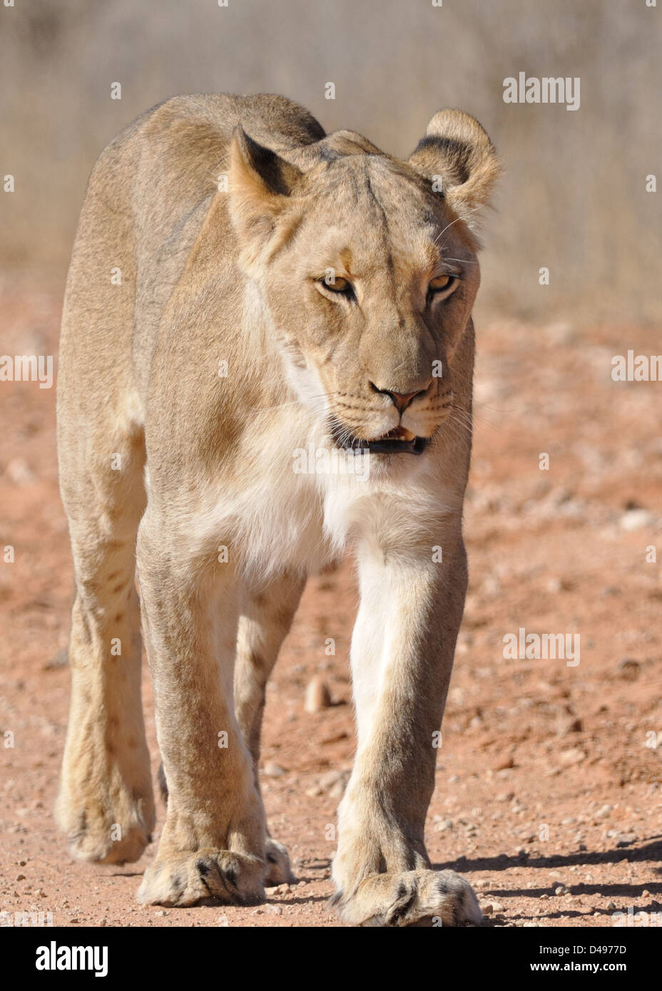 Löwin, Panthera Leo, Kgalagadi Transfrontier Park, Northern Cape, Südafrika Stockfoto