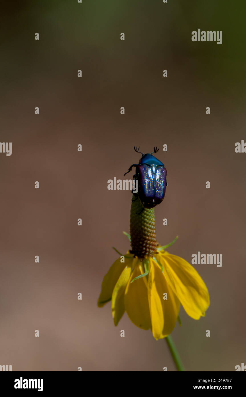 Eine seltene lila blaue Saphir Käfer auf dem mexikanischen Hut. Stockfoto