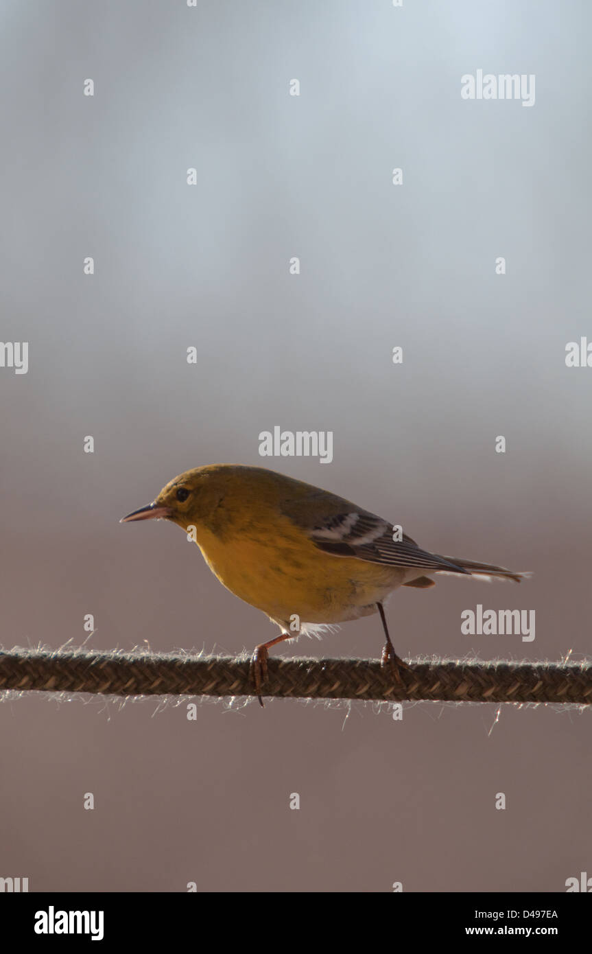 Eine Kiefer Warbler an einem Seil Stockfoto