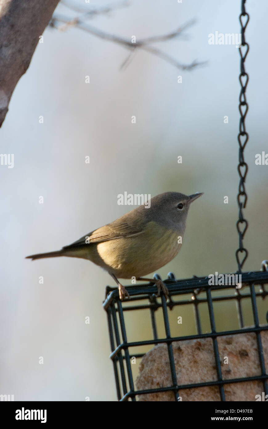 Ein Orange-Crowned Warbler auf einem Kuchen-feeder Stockfoto