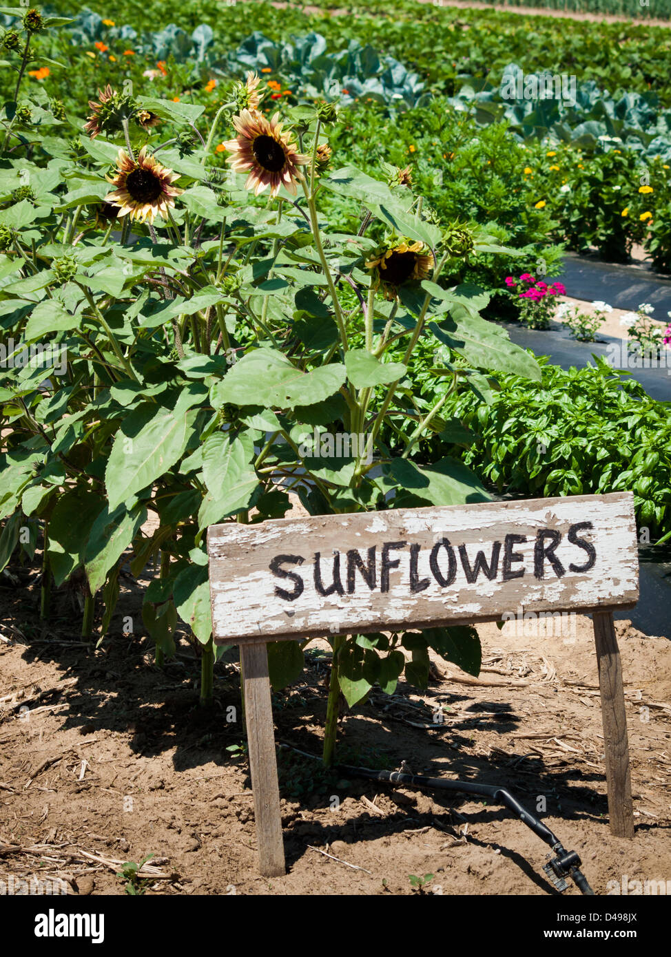 Sonnenblumen im Garten auf lokalen Farm. Stockfoto