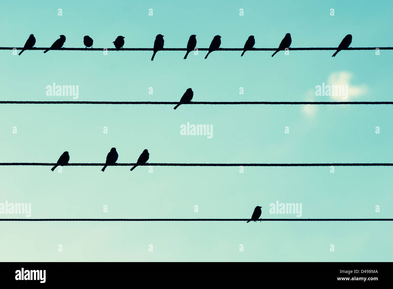Vögel auf Stromkabel, wie Noten. Stockfoto