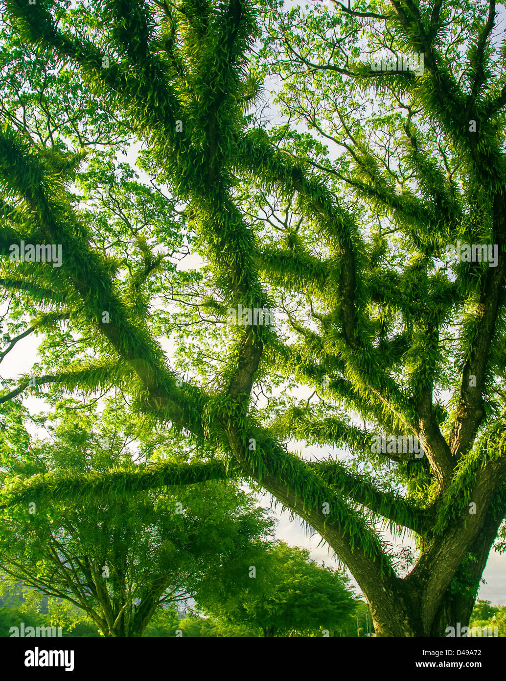 Dichten grünen Regenwald im äußersten Nord-Australien Stockfoto