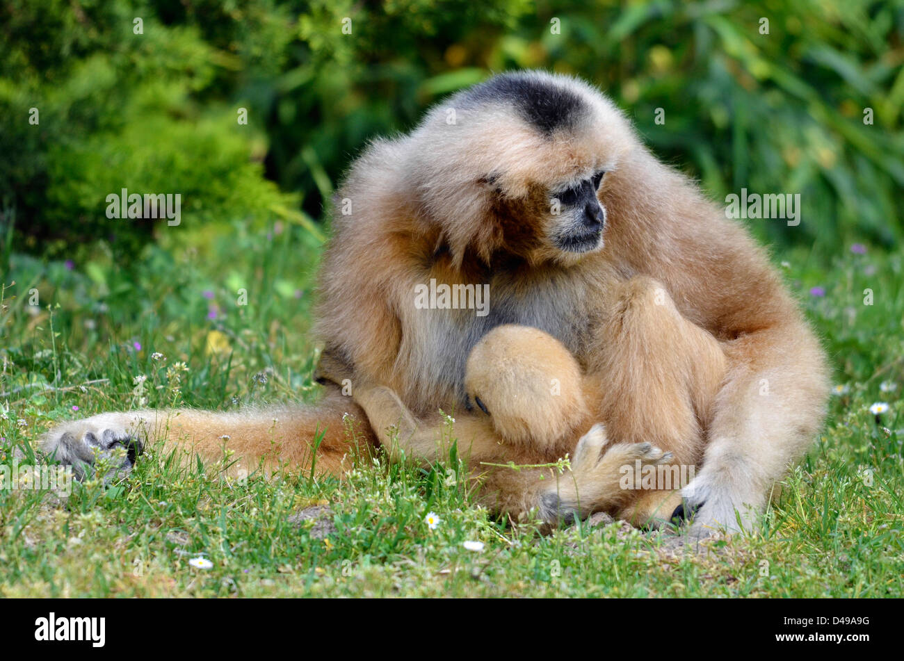 Nahaufnahme von roten weiblichen Lar Gibbon (Hylobates Lar) mit seiner jungen sitzen auf Rasen Stockfoto