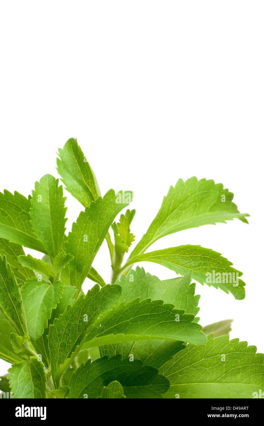dekorative Stevia-Plan für den unteren Rand einer Seite, weißer Hintergrund, vertikales Bild. Stockfoto