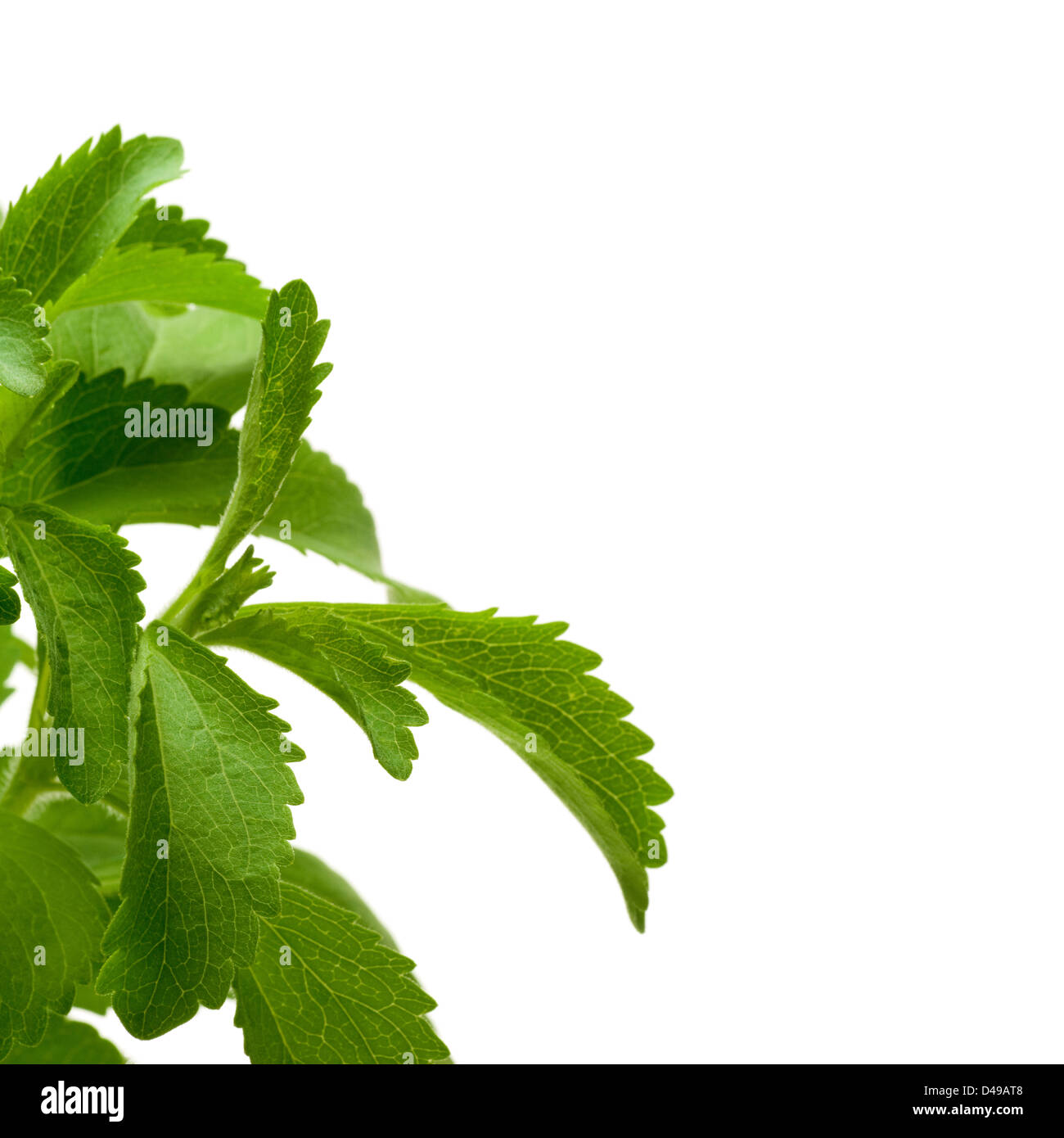 dekorative Stevia Plan für einen Winkel von einer Seite, weißen Hintergrund quadratisches Bild. Stockfoto