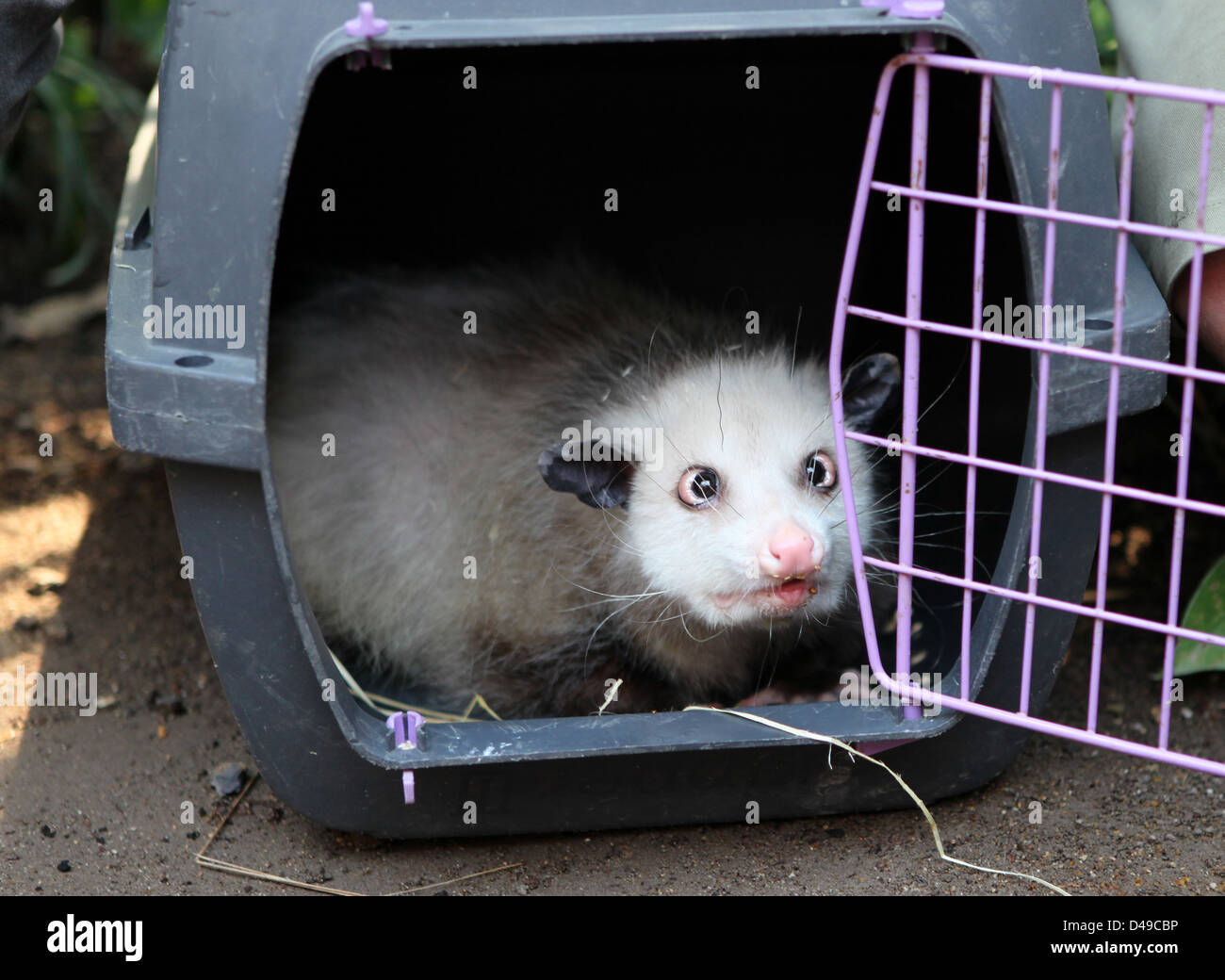Leipzig germany heidi cross eyed opossum -Fotos und -Bildmaterial in hoher  Auflösung – Alamy