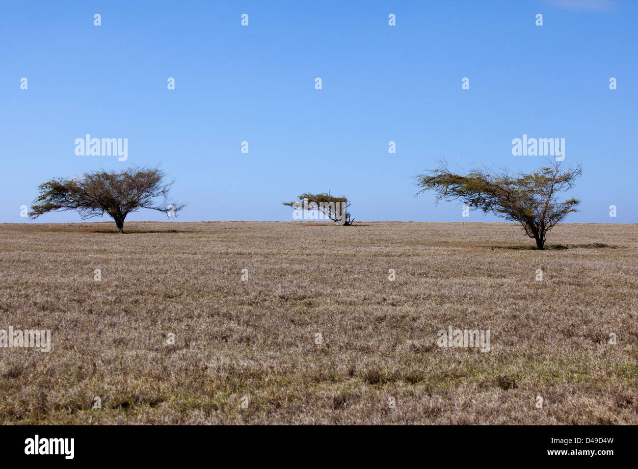 Drei wind geblasen Bäume auf der Südspitze auf der big Island von Hawaii, USA Stockfoto