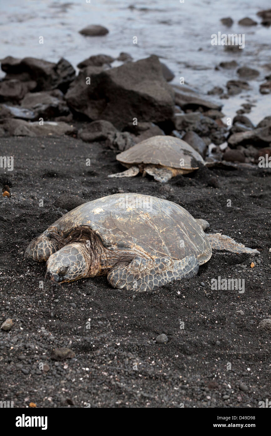 Zwei Schildkröten am Black Sand Beach, big Island, Hawaii, USA Stockfoto