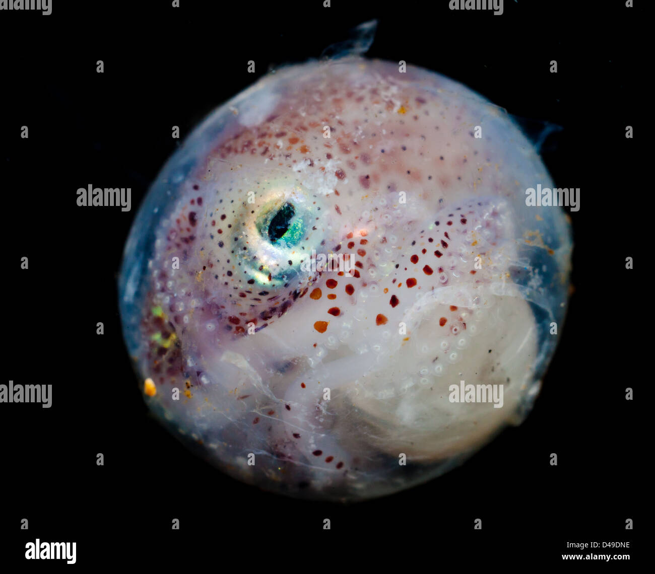 Warzige Bobtail Squid (Rossia Palpebrosa) Tier Karasee Stockfoto