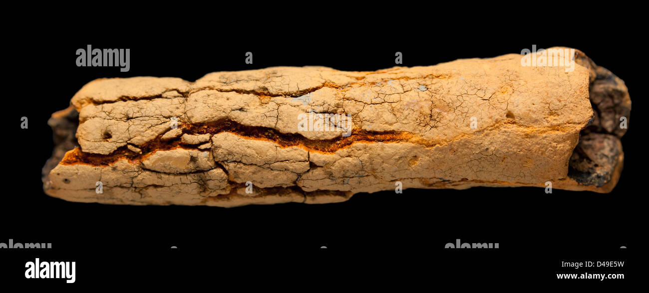 Alten Ton Rohr - Haus marine Wurm Stockfoto