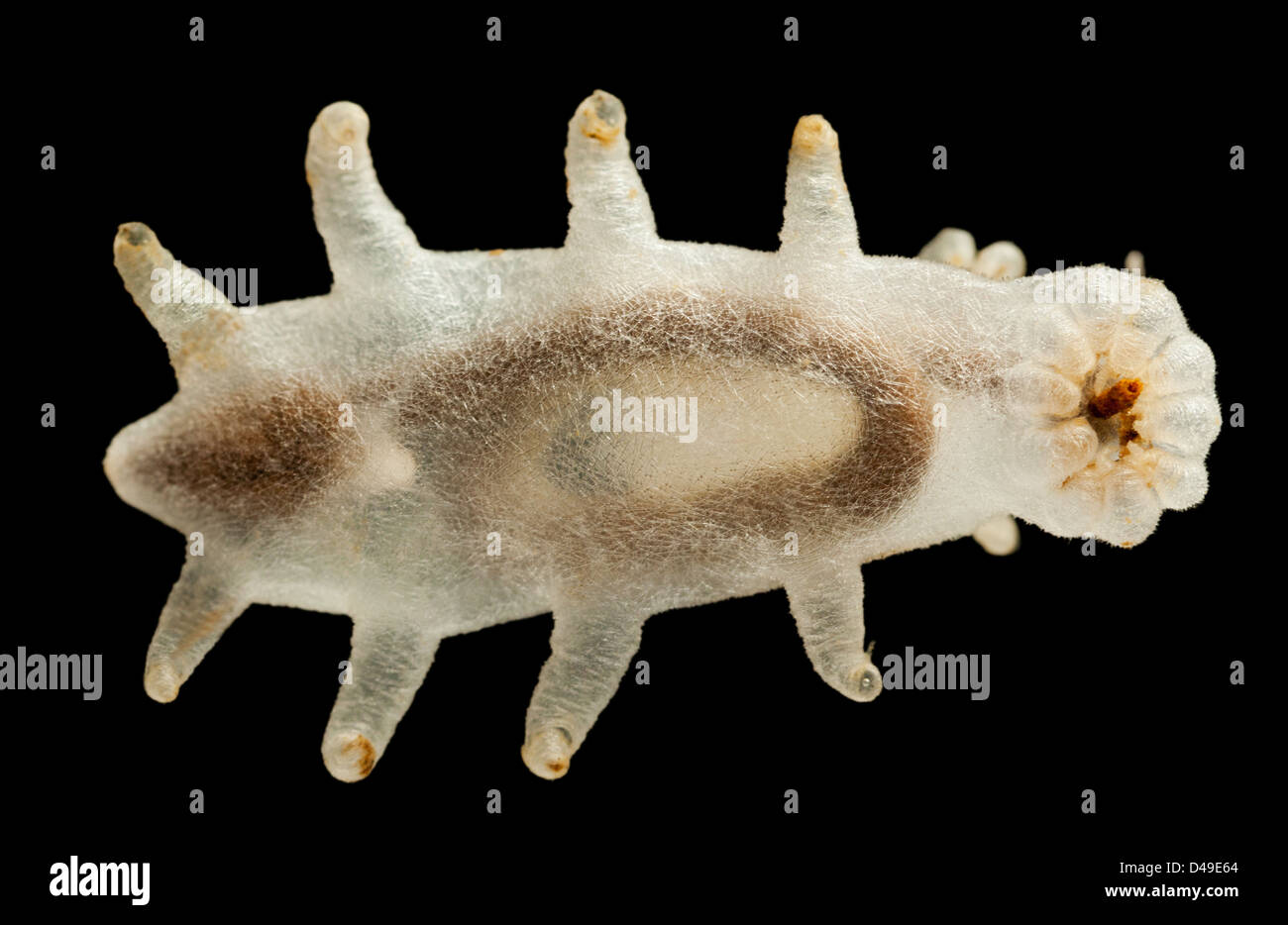 Holothurian Elpidia Cyclopoida bewohnen die Karasee Stockfotografie Alamy