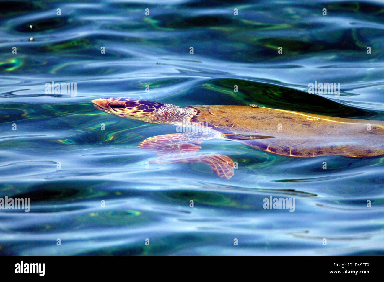 Unechte Karettschildkröte. (Caretta Caretta). Schwimmen knapp unter der Oberfläche, Crete. BLUE WATER Stockfoto