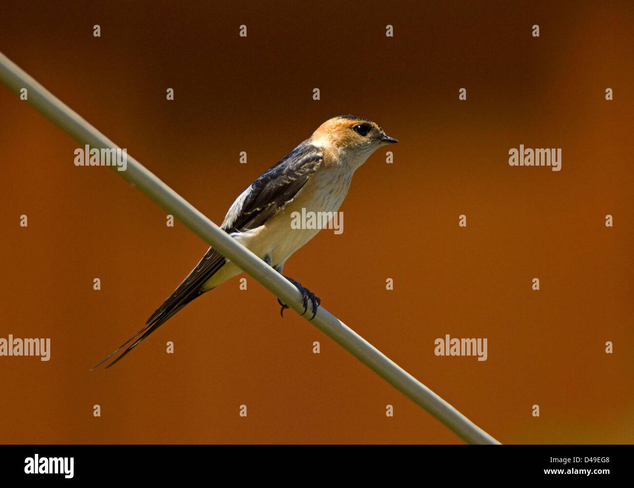 Kreta. Red Rumped Schwalbe. Hirundo daurica Stockfoto