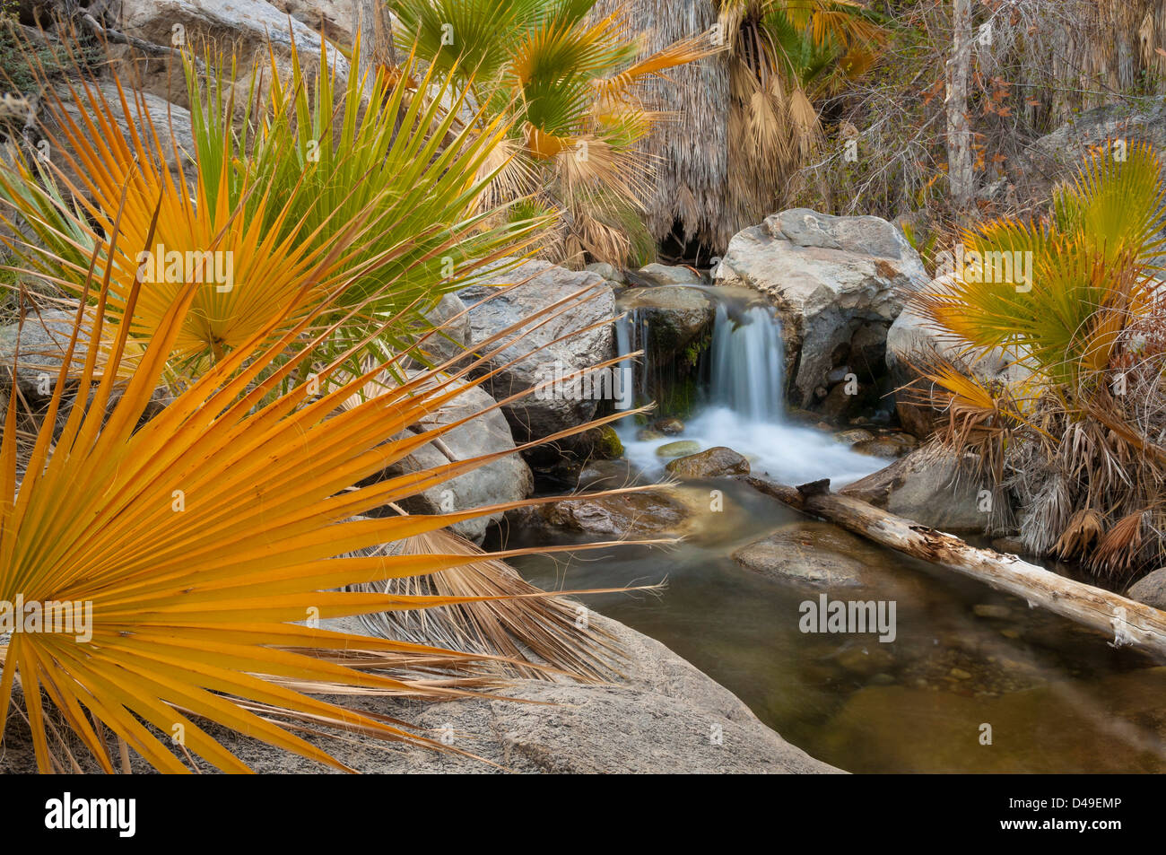 California Fan Palmen entlang Creek in Andreas Canyon, Agua Caliente Indian Reservation in der Nähe von Palm Springs, Kalifornien Stockfoto