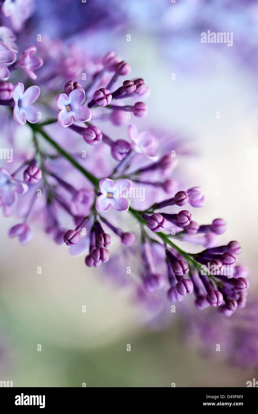 Lila Blüte im Frühjahr Stockfoto