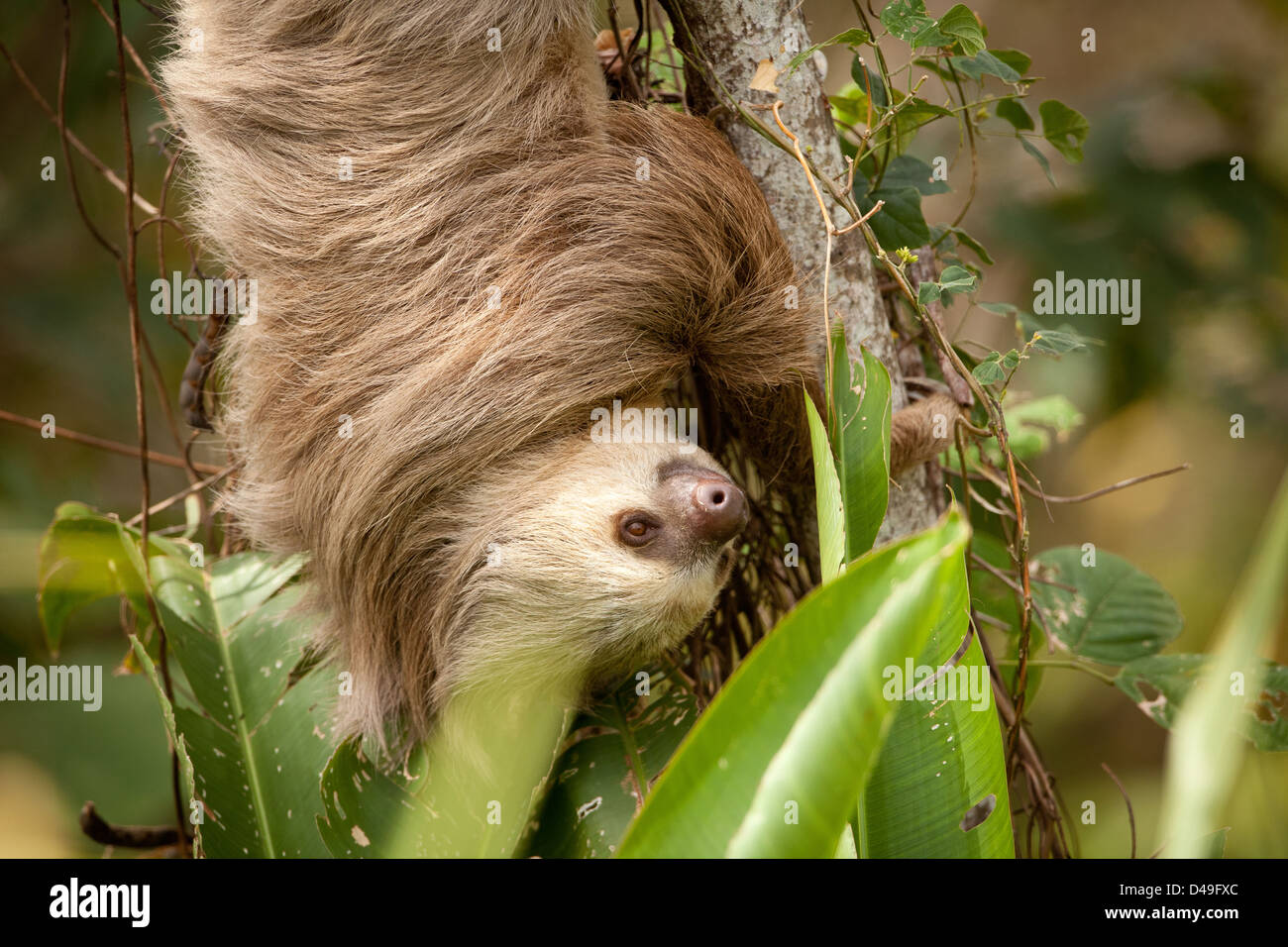 Zwei-toed Sloth, Choloepus hoffmanni, in einem Baum neben Lago Bayano, Republik Panama. Stockfoto