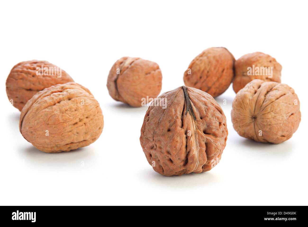 Riesige Nussbaum Gruppe isoliert auf weiss Stockfoto