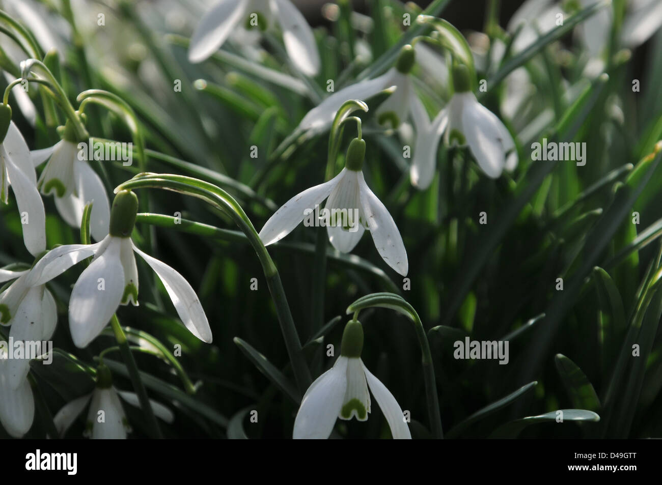 Blumen, Bäume, Pflanzen und Wildtiere Stockfoto