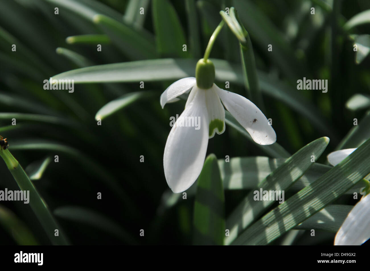 Schneeglöckchen im Sonnenschein Frühlingsblumen Stockfoto