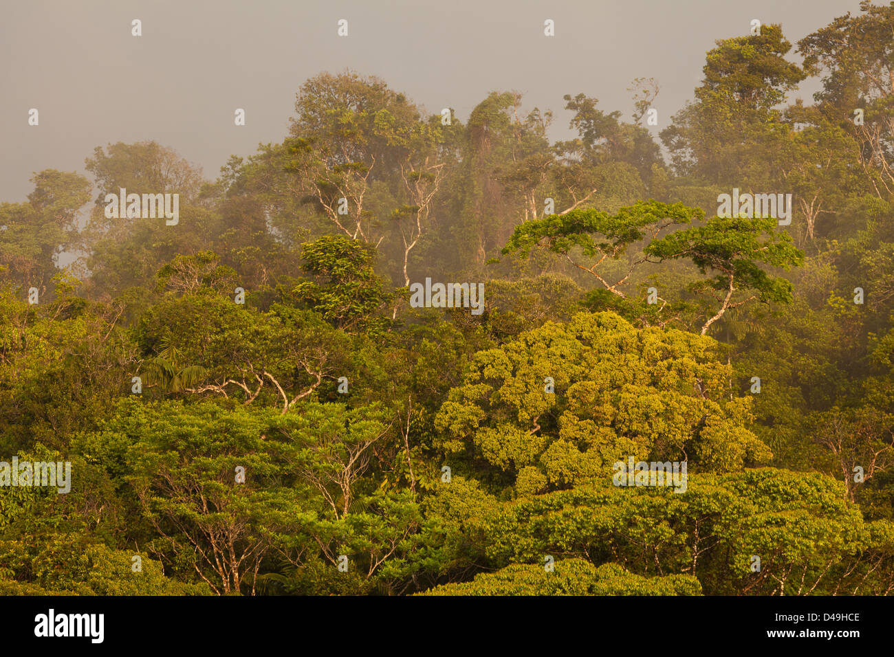 Premontane feuchten tropischen Regenwald in Burbayar Naturschutzgebiet, Panama Provinz, Republik Panama. Stockfoto