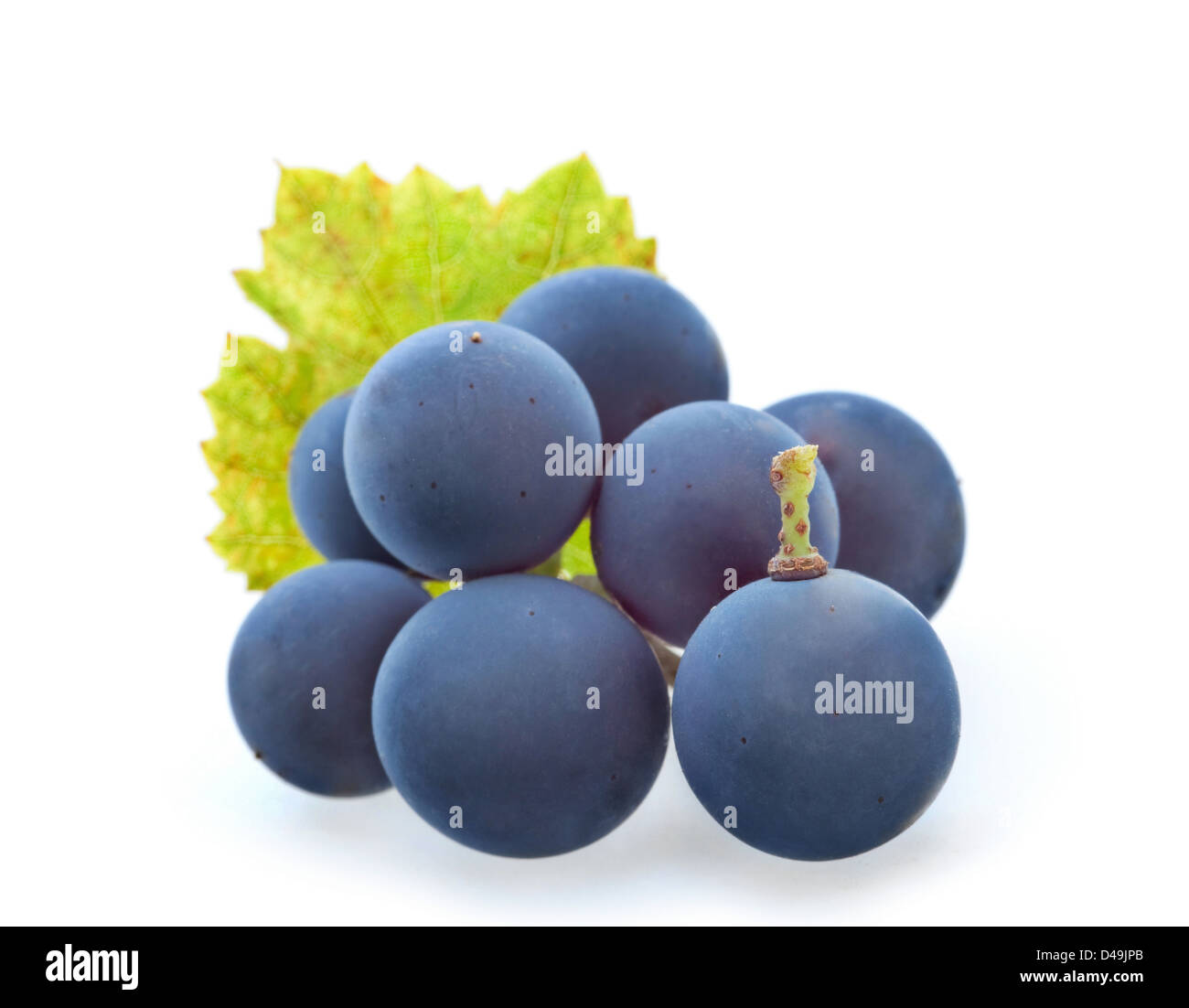 Makro blauen Traube Beere auf weiß Stockfoto