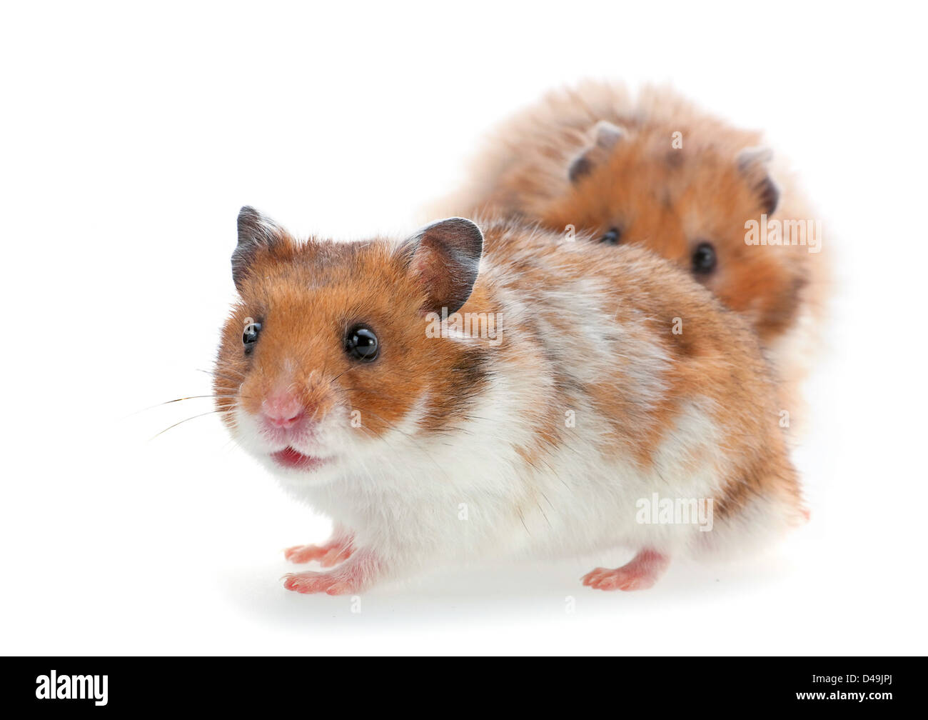 Rote und weiße Hamster isoliert auf weiss Stockfoto