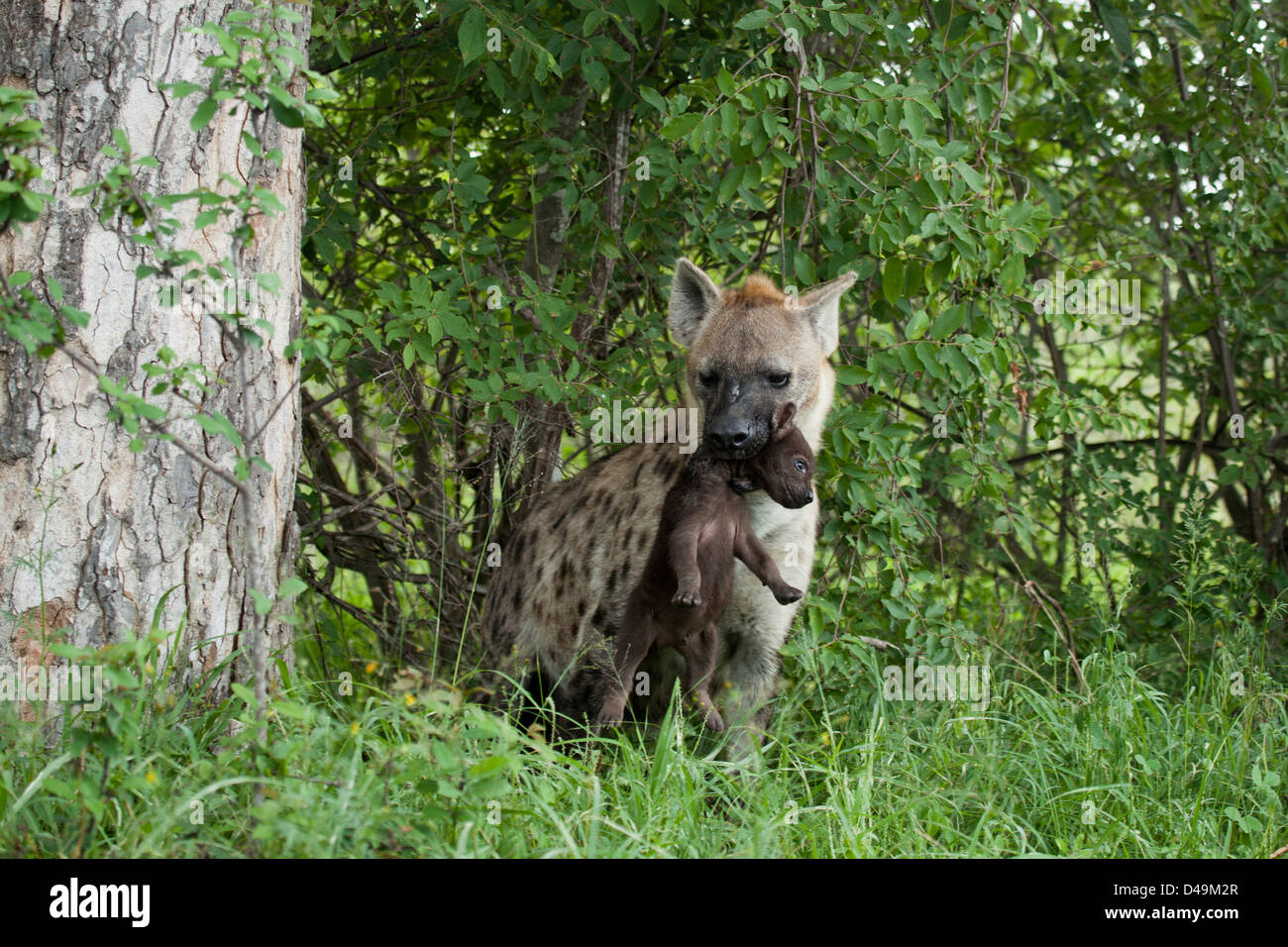Hyäne Mutter mit Baby im Mund Stockfoto