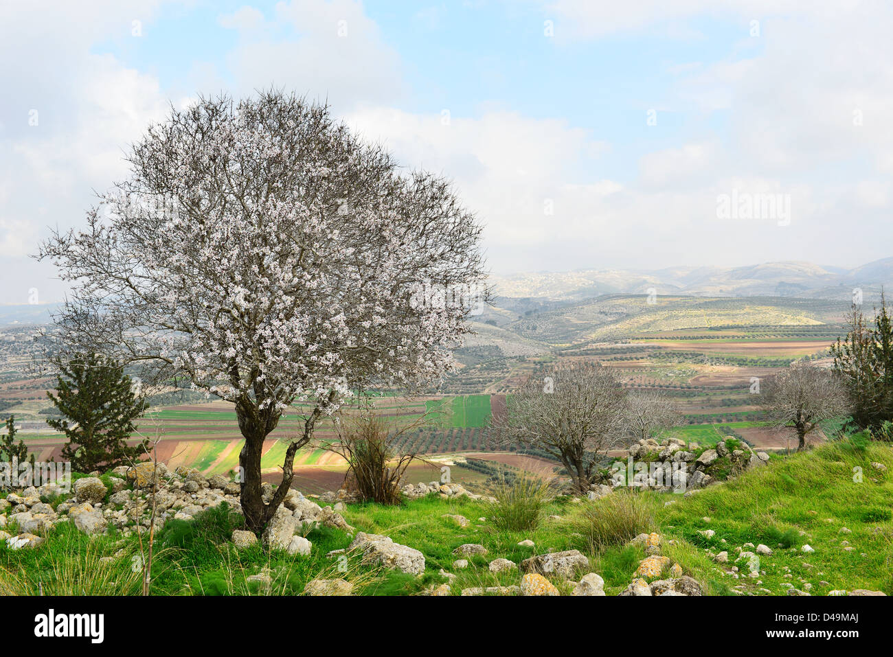 Wilden Mandelbaum in schöner Landschaft. Blühender Baum an einem historischen Ort. Stockfoto