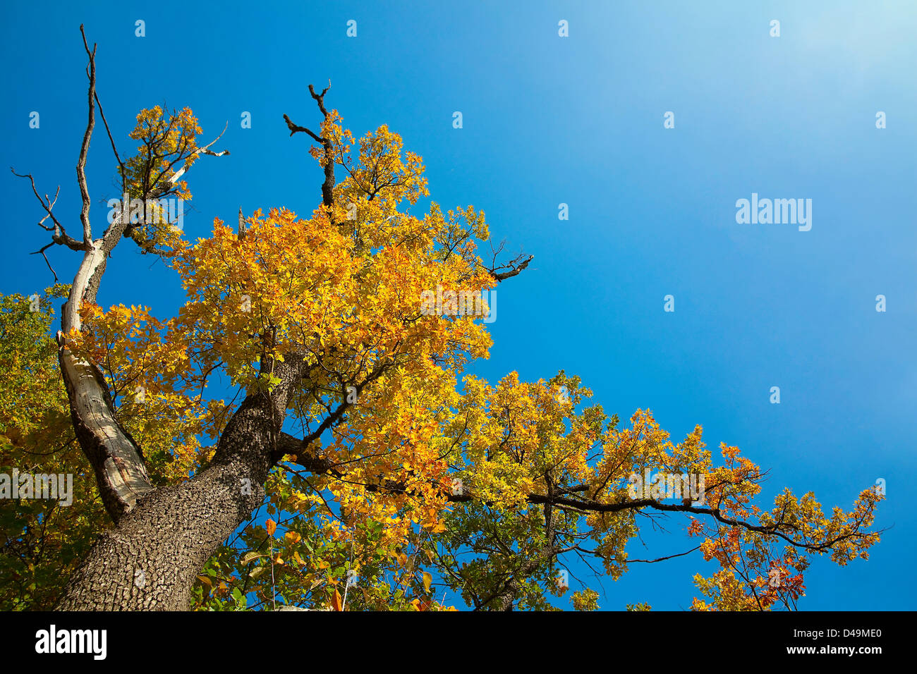 Herbst Eiche Baum Himmel Stockfoto
