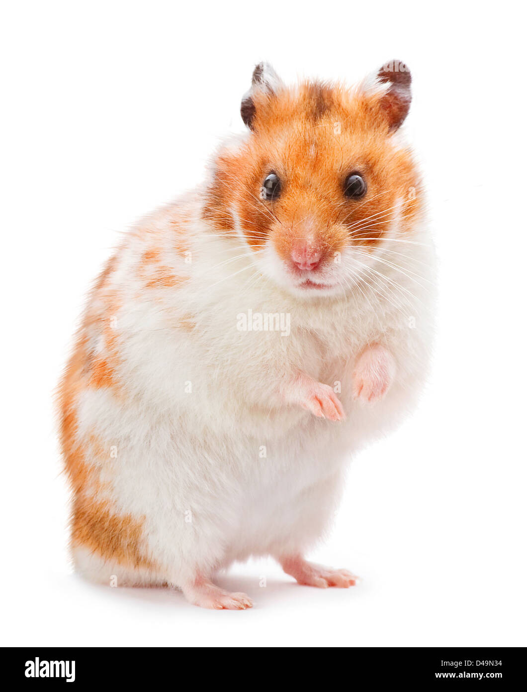 Braune und weiße Hamster isoliert auf weiss Stockfoto