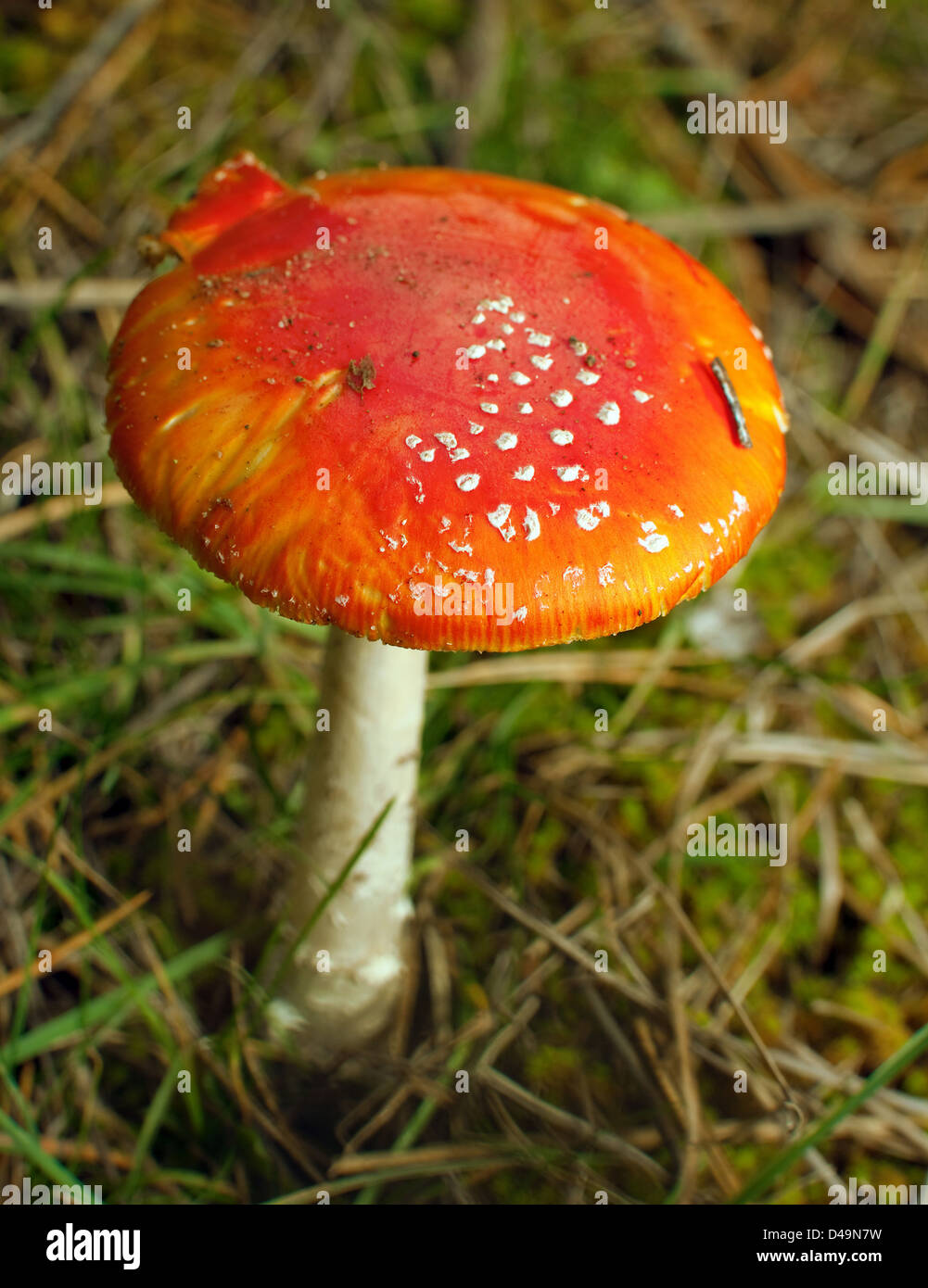 Amanita roten Pilz Closeup im Wald Stockfoto