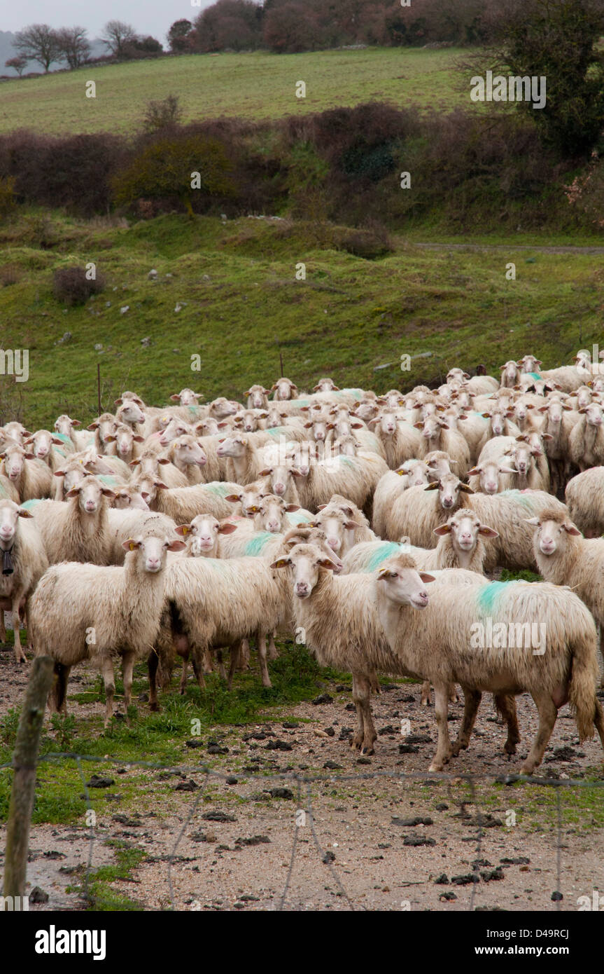 Sardische Schafe in den Stadtrand von Pattada Nordsardiniens Stockfoto