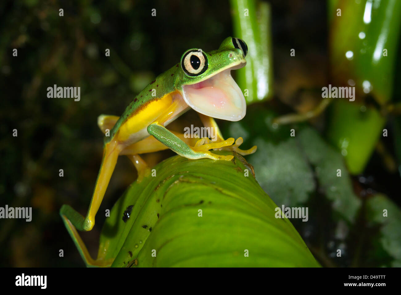 Froschaugen -Fotos und -Bildmaterial in hoher Auflösung – Alamy