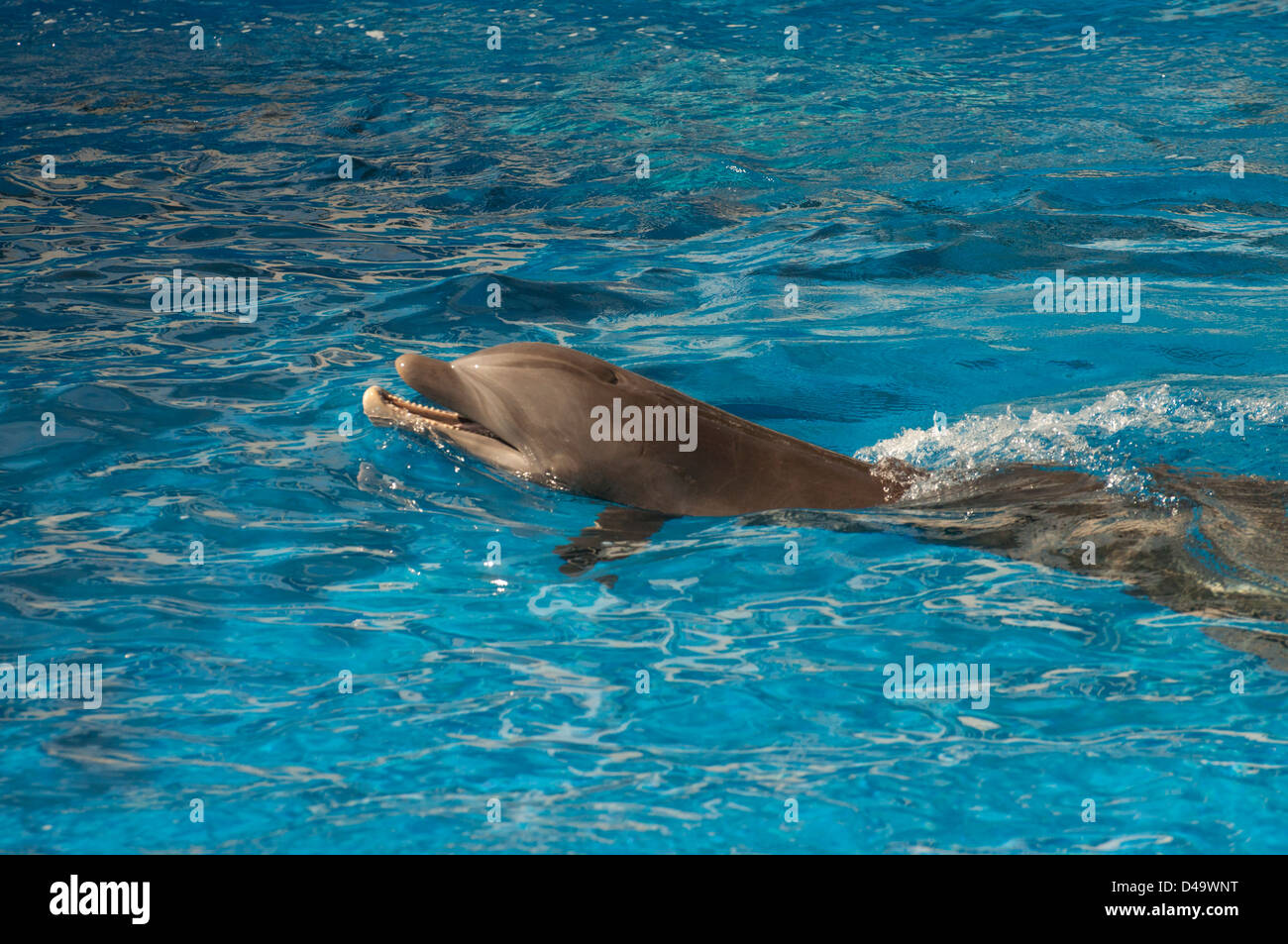 Eine atlantische Flasche – Nosed Dolphin. Stockfoto