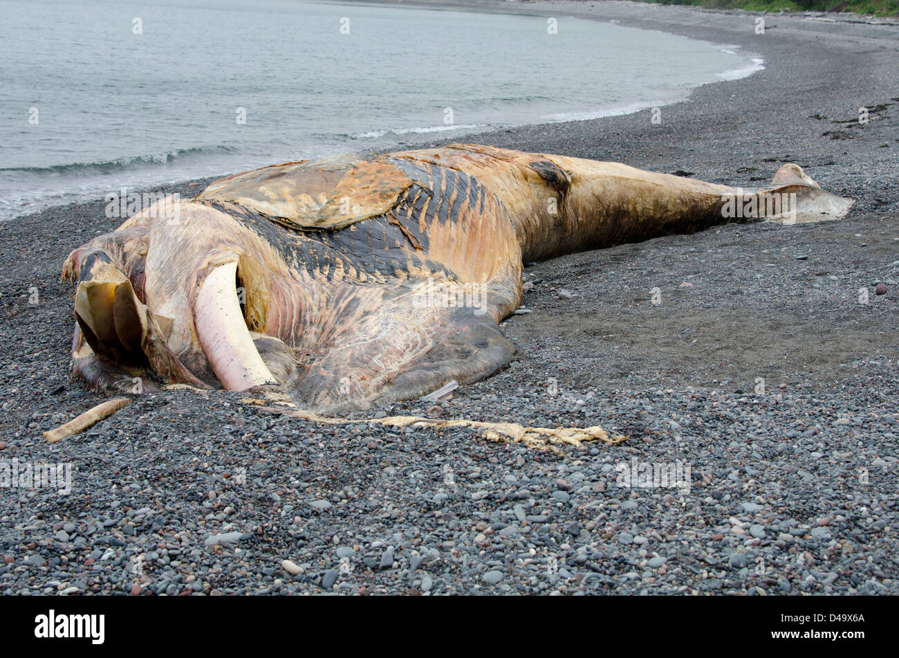 Ein tot juvenile nördliche Glattwal auf Waschbär Strand, Campobello Insel, New-Brunswick, Kanada Stockfoto