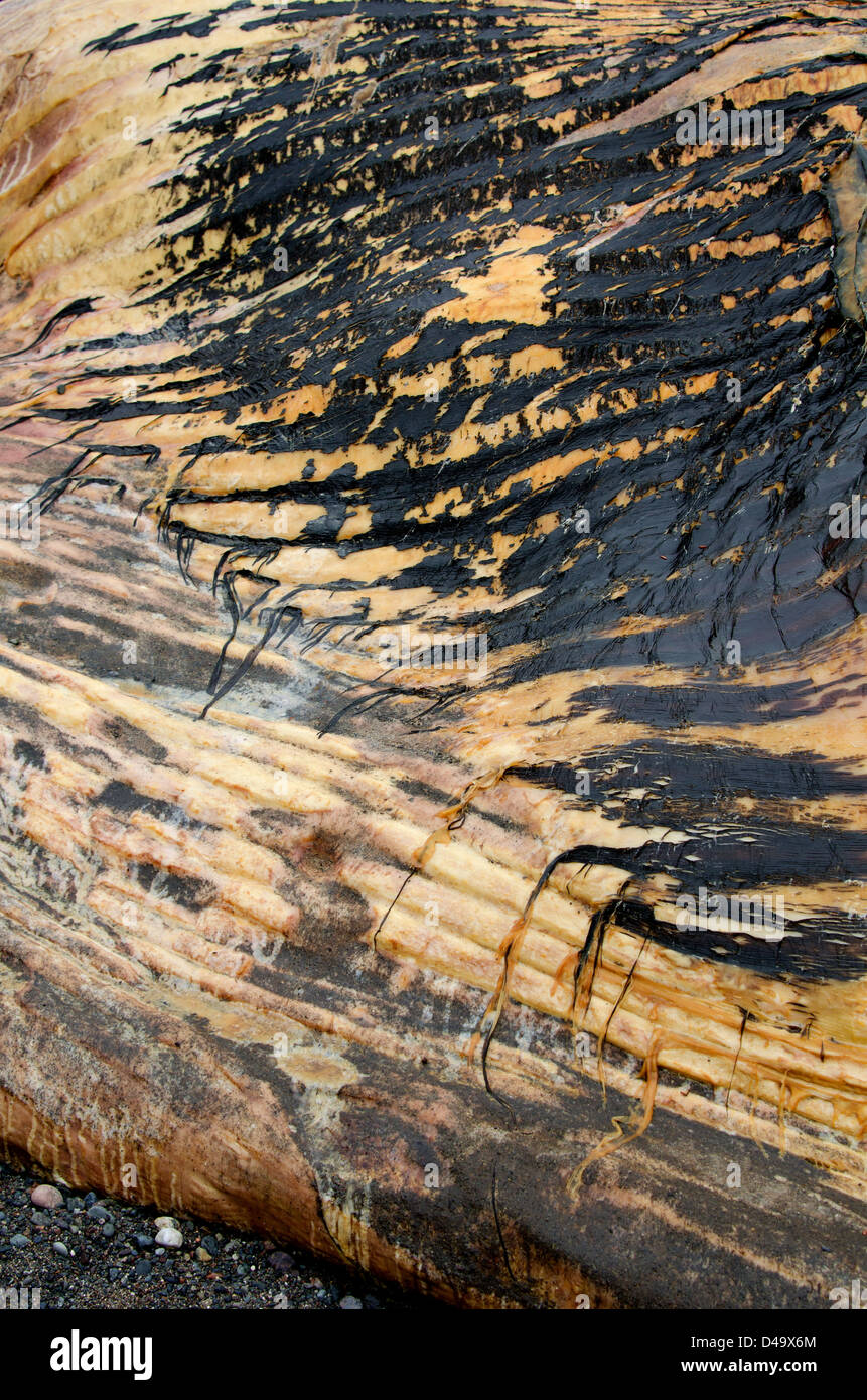 Detail der Haut, tot nördliche Glattwal Stockfoto