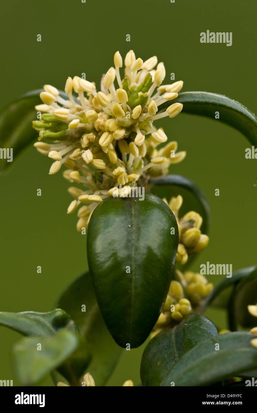 Gemeinsamen Kasten (Buxus Sempervirens) im zeitigen Frühjahr, Blume, Nahaufnahme Stockfoto
