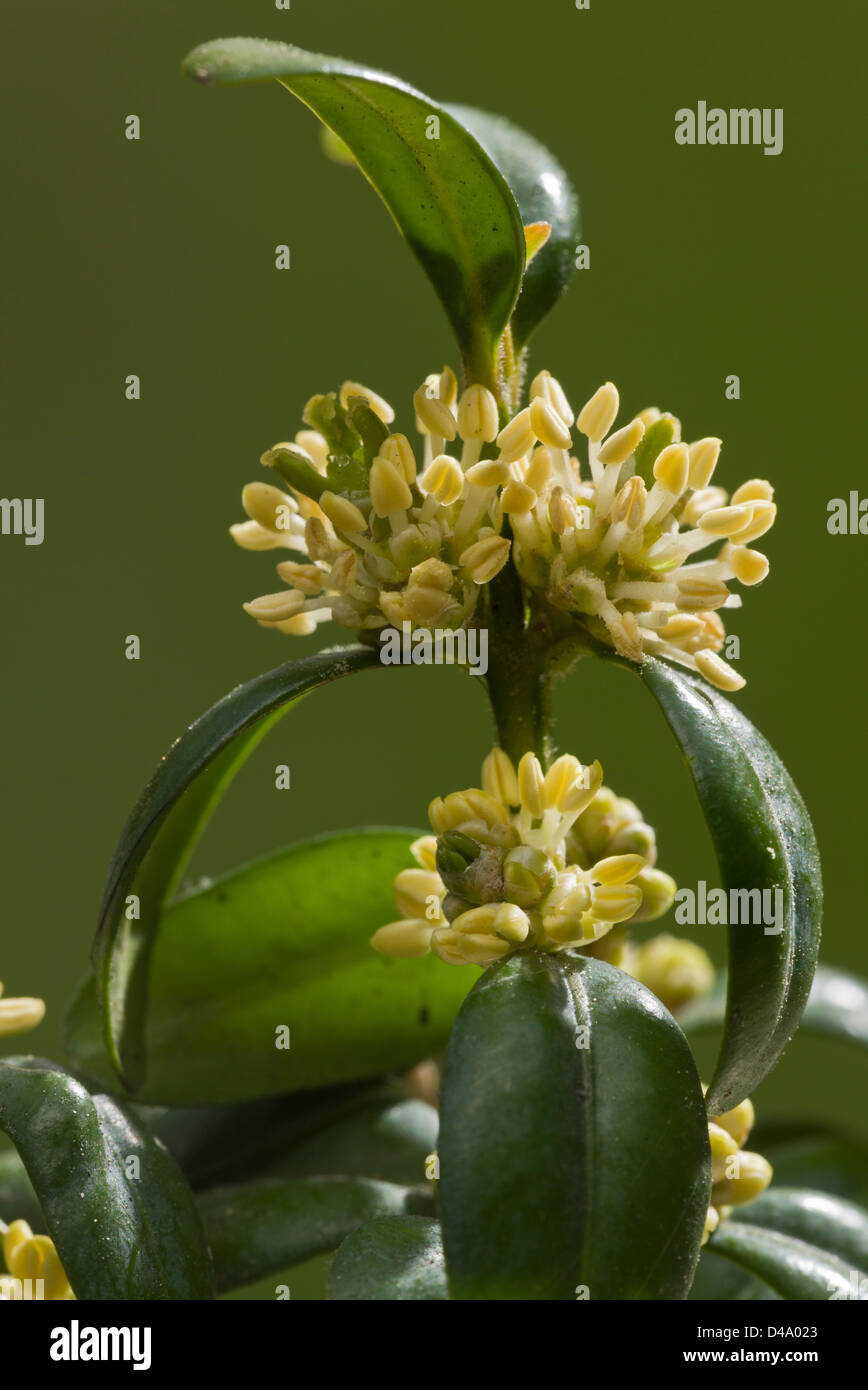 Gemeinsamen Kasten (Buxus Sempervirens) im zeitigen Frühjahr, Blume, Nahaufnahme Stockfoto
