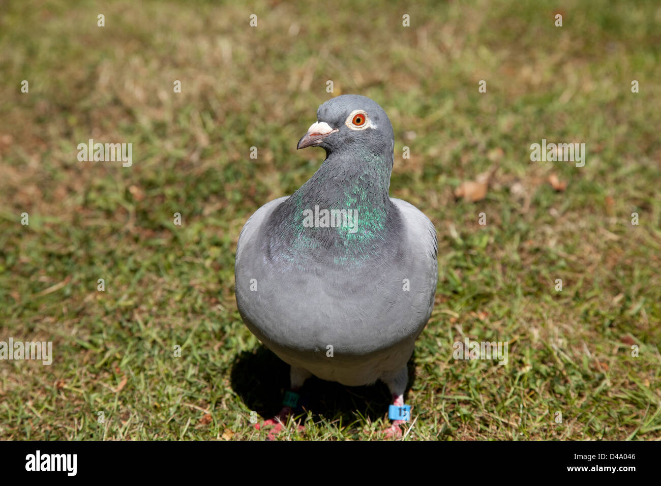 Brieftauben Stockfoto