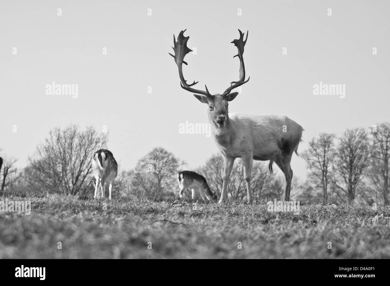 Ein stolzer Hirsch zieht ein Gesicht zum richtigen Zeitpunkt. Stockfoto