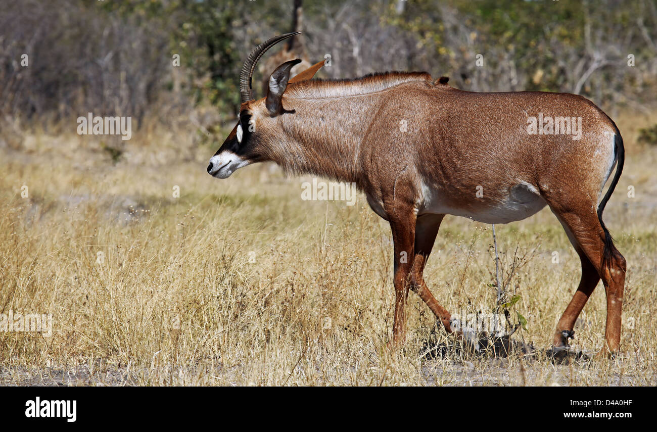 Roan Antilope, Chobe Nationalpark, Botswana, Hippotragus Spitzfußhaltung Stockfoto